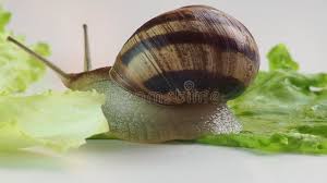 śluz ślimaka w kosmetykach